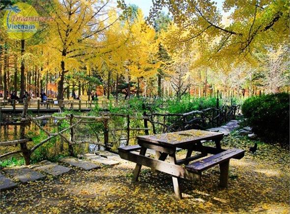 Du Lịch Hàn Quốc MÙA THU LÁ ĐỎ 2018-Đặt Càng Sớm - Giá Càng Rẻ Du Lịch Hàn Quốc MÙA THU LÁ ĐỎ 2018-Đặt Càng Sớm - Giá Càng Rẻ